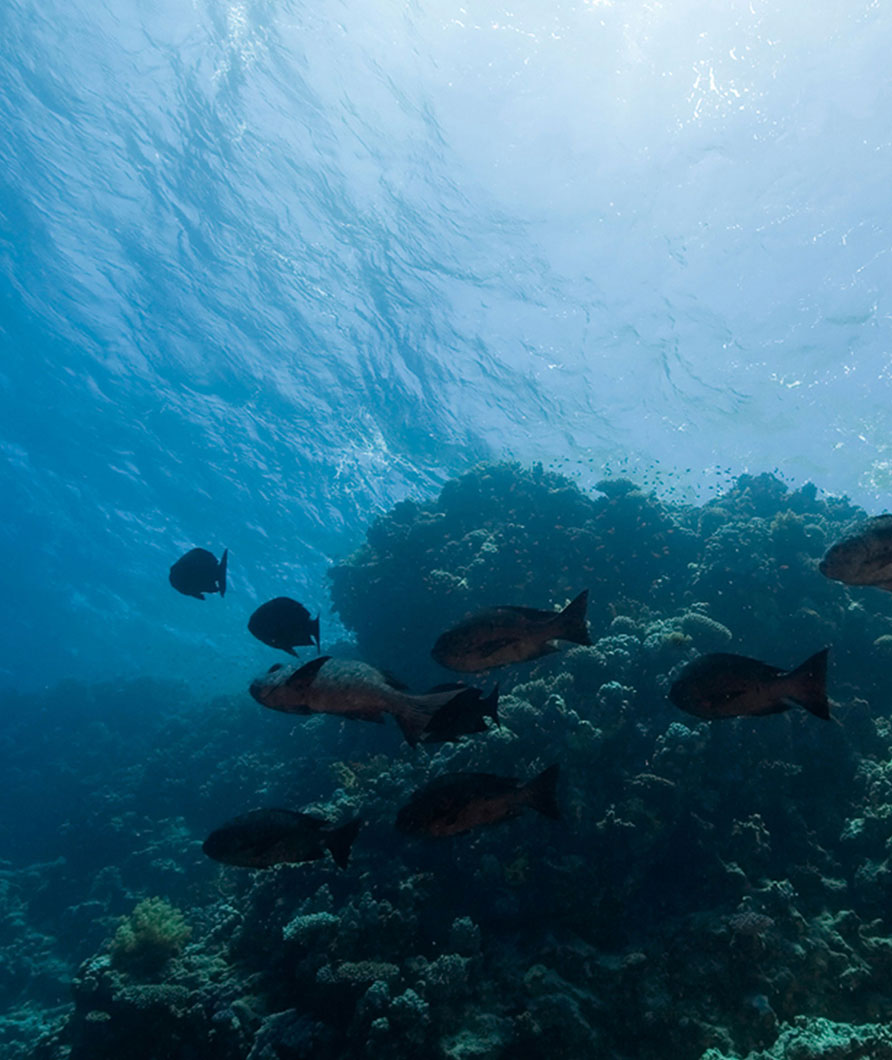 Les meilleurs spots de plongée et snorkeling à Nosy Be